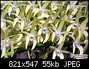 Click image for larger version

Name:	D_speciosum_closeup.jpg
Views:	116
Size:	54.7 KB
ID:	8107