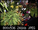 Fascination of Orchids - P. Nitens-dsc01694showpaph-nitens.jpg