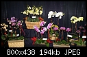 Fascination of Orchids-C18-dsc01698showc18.jpg