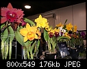 -dsc01676waterorchids.jpg