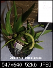 Click image for larger version

Name:	Oberonia complanata Plant.jpg
Views:	521
Size:	52.2 KB
ID:	8164