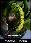 Click image for larger version

Name:	Oberonia complanata Raceme.jpg
Views:	215
Size:	51.9 KB
ID:	8165