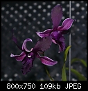 Dendrobium for Dave D/U-denvineyard-xdencartwheel-41-01742.jpg