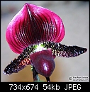 Click image for larger version

Name:	Paph_Onyx_x_Grand_Illusion.jpg
Views:	478
Size:	53.8 KB
ID:	8285