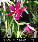 Click image for larger version

Name:	Calanthe.jpg
Views:	480
Size:	144.2 KB
ID:	8366