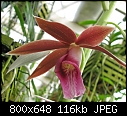 -phaius-grandifolium-alba-x-tankervillae.jpg