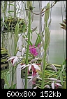 Phaius grandifolium alba X tankervillae  x3-phaius-grandifolium-alba-x-tankervillae5.jpg
