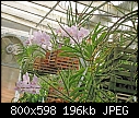 Click image for larger version

Name:	V teres 'Candida' X Amesiana 'Crestwood'.jpg
Views:	575
Size:	196.1 KB
ID:	8434