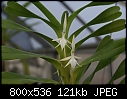 Angraecum sedifolium-angraecum-sedifolium-1426-01856.jpg