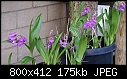 Chinese orchids-bletilla-striata-601-dsc01864.jpg