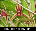 Cym aloifolium x2-cym-aloifolium5.jpg