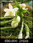 Click image for larger version

Name:	Chysis bractescens7.jpg
Views:	410
Size:	201.1 KB
ID:	8564