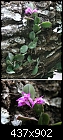 Help! - ID guatemalan orchid-guatboth.jpg