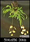 Oncidium viperinum (2 pics)-onc_viperinum_plant.jpg