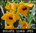 Click image for larger version

Name:	Den fimbriatum v oculatum X self5.jpg
Views:	475
Size:	113.5 KB
ID:	8621