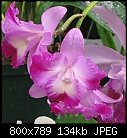 Click image for larger version

Name:	Lctna Peggy Show 'Hawaii'.jpg
Views:	368
Size:	133.9 KB
ID:	8630