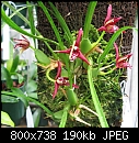Click image for larger version

Name:	Max tenuifolia14.jpg
Views:	294
Size:	190.1 KB
ID:	8631