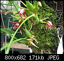 Click image for larger version

Name:	Max tenuifolia9.jpg
Views:	107
Size:	171.2 KB
ID:	8632