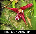 Click image for larger version

Name:	Max tenuifolia4.jpg
Views:	103
Size:	120.6 KB
ID:	8633