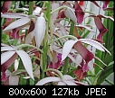 Phaius grandifolium alba X tankervillae x3-phaius-grandifolium-alba-x-tankervillae11.jpg