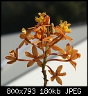 Click image for larger version

Name:	Epidendrum ORANGE DSC01922.jpg
Views:	359
Size:	180.2 KB
ID:	8649