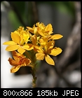 Click image for larger version

Name:	Epidendrum YELLOW DSC01923.jpg
Views:	723
Size:	185.1 KB
ID:	8650
