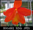 Slc Roblar 'Orange Charm' HCC/AOS-slc-roblar-orange-charm-hcc-aos5.jpg