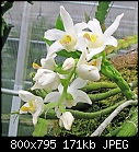 Click image for larger version

Name:	Chysis bractescens10.jpg
Views:	1888
Size:	170.7 KB
ID:	8680