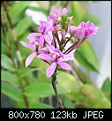 Click image for larger version

Name:	Epi secundum purple.jpg
Views:	422
Size:	123.1 KB
ID:	8689