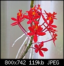 Epidendrums x2-epi-red-velvet2.jpg