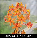 Epidendrums x2-epi-tangerine-king.jpg