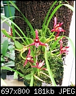 Click image for larger version

Name:	Max tenuifolia.jpg
Views:	931
Size:	180.6 KB
ID:	8693