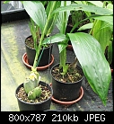 Click image for larger version

Name:	Phaius maculata8.jpg
Views:	1000
Size:	210.4 KB
ID:	8694