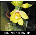 Click image for larger version

Name:	Phaius maculata5.jpg
Views:	109
Size:	103.3 KB
ID:	8695
