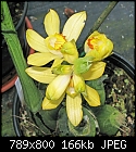 Click image for larger version

Name:	Phaius maculata8 (2).jpg
Views:	109
Size:	166.1 KB
ID:	8696