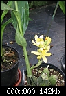 Click image for larger version

Name:	Phaius maculata7.jpg
Views:	497
Size:	142.2 KB
ID:	8697