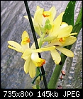 Click image for larger version

Name:	Phaius maculata.jpg
Views:	166
Size:	145.4 KB
ID:	8698