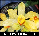 Click image for larger version

Name:	Phaius maculata closeup.jpg
Views:	168
Size:	117.6 KB
ID:	8699