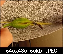 Seed Pod dehiscence-dsc00116.jpg