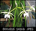 Click image for larger version

Name:	Epi parkinsonianum (Corlostylis parkinsonianum)5.jpg
Views:	314
Size:	140.8 KB
ID:	8778