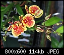 Click image for larger version

Name:	Rdcdm Spunky 'Hot Spots' x Rdcm Spring Bouquet.jpg
Views:	479
Size:	114.4 KB
ID:	8788