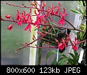 Click image for larger version

Name:	Renanthera Manila 'T. Orchids' X R imshootiana 'Saigon'.jpg
Views:	2533
Size:	123.4 KB
ID:	8789