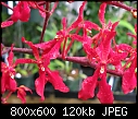 Click image for larger version

Name:	Renanthera Manila 'T. Orchids' X R imshootiana 'Saigon'3.jpg
Views:	775
Size:	119.5 KB
ID:	8790