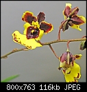 Tol Robsan 'Orchid World' AM/AOS x Rdcdm Rose Ganauchau 'Hackneau' HCC/AOS  x2-tol-robsan-orchid-world-am-aos-x-rdcdm-rose-ganauchau-hackneau-hcc-aos3.jpg