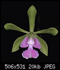 Another disappointment - encyclia-floricordi.jpg