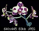 Click image for larger version

Name:	Phal Sogo Pearl.jpg
Views:	509
Size:	83.4 KB
ID:	8852
