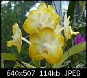 Click image for larger version

Name:	V denisonia 2.jpg
Views:	1616
Size:	113.9 KB
ID:	8864