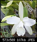 Same plant different mount-unk-whitegsale-dsc02027.jpg