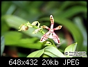 Phalaenopsis mannii first-bloomed seedling-phal_mannii.jpg