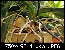 repotting a blooming phal?-roots.jpg